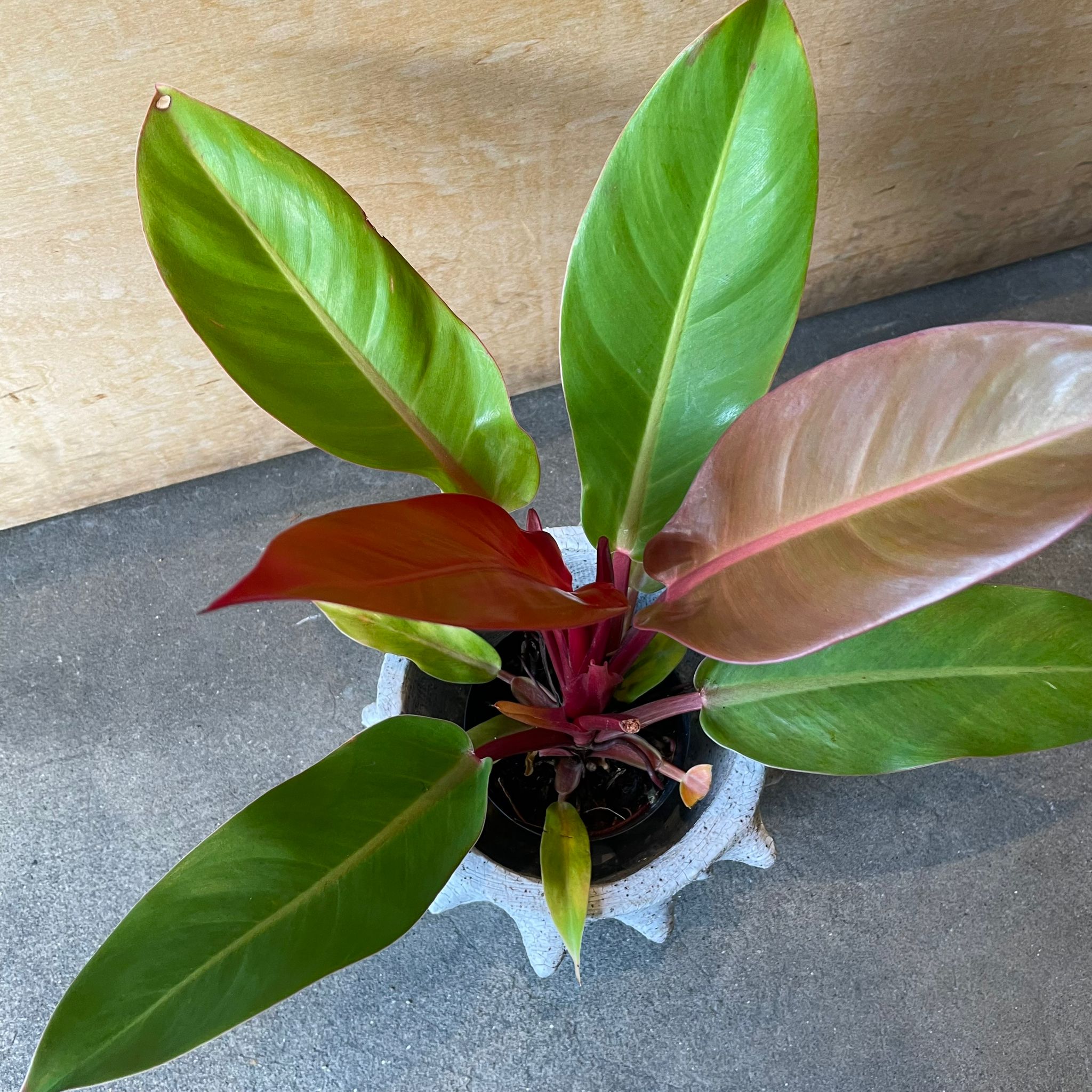 130 Ivan Spirit フィロデンドロン　philodendoron Philodendron Ivan Spirit 🌿 (Philodendron Ivan Portilla
