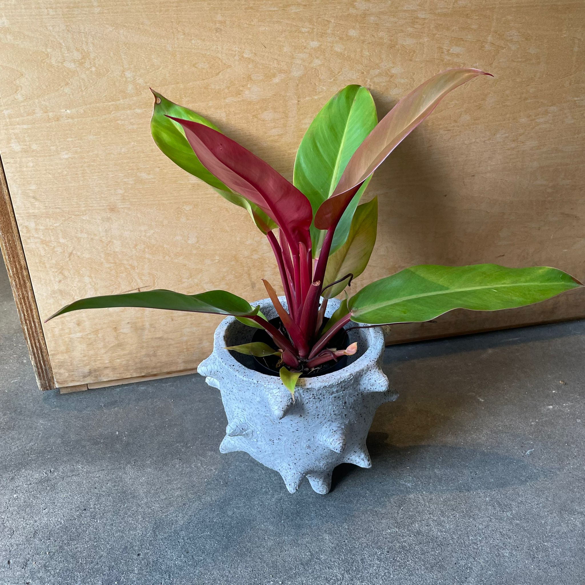 フィロデンドロン・プリンスオブオレンジ I インドアプランツ I