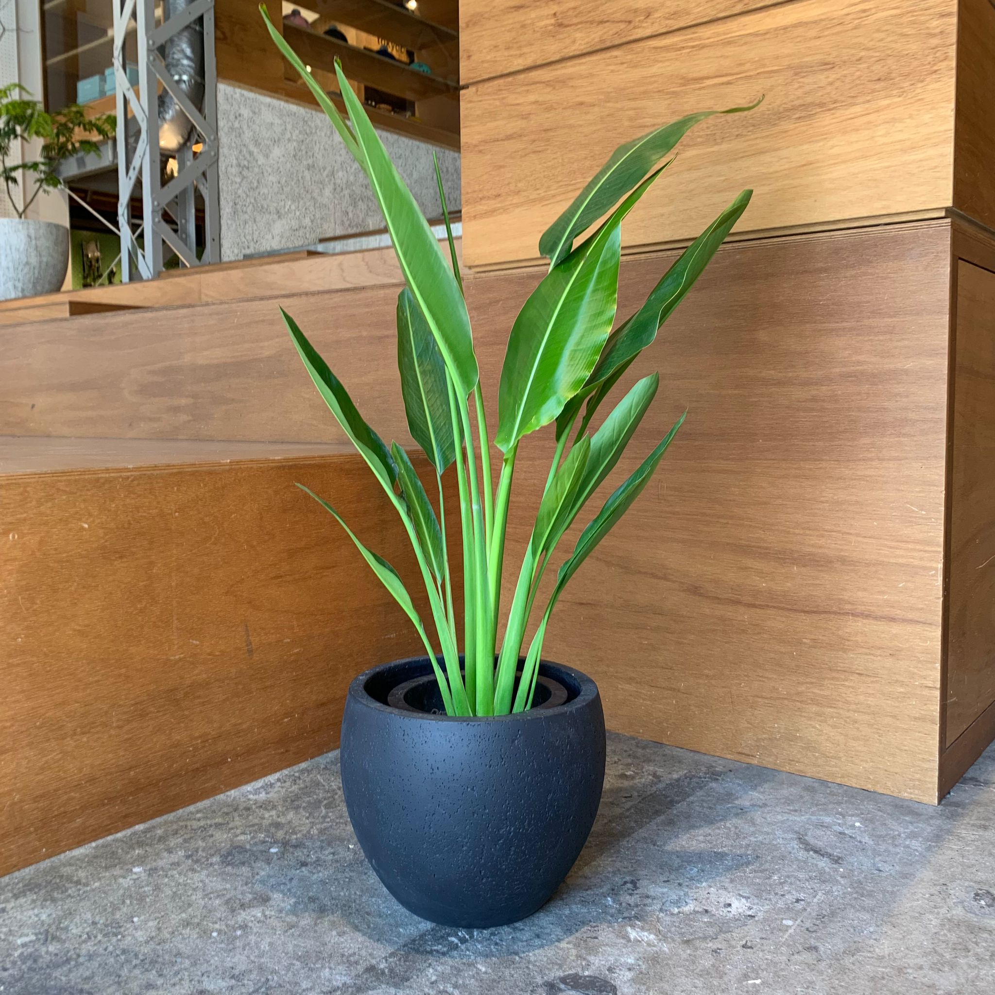 ThePlantSociety_516.jpg?v=