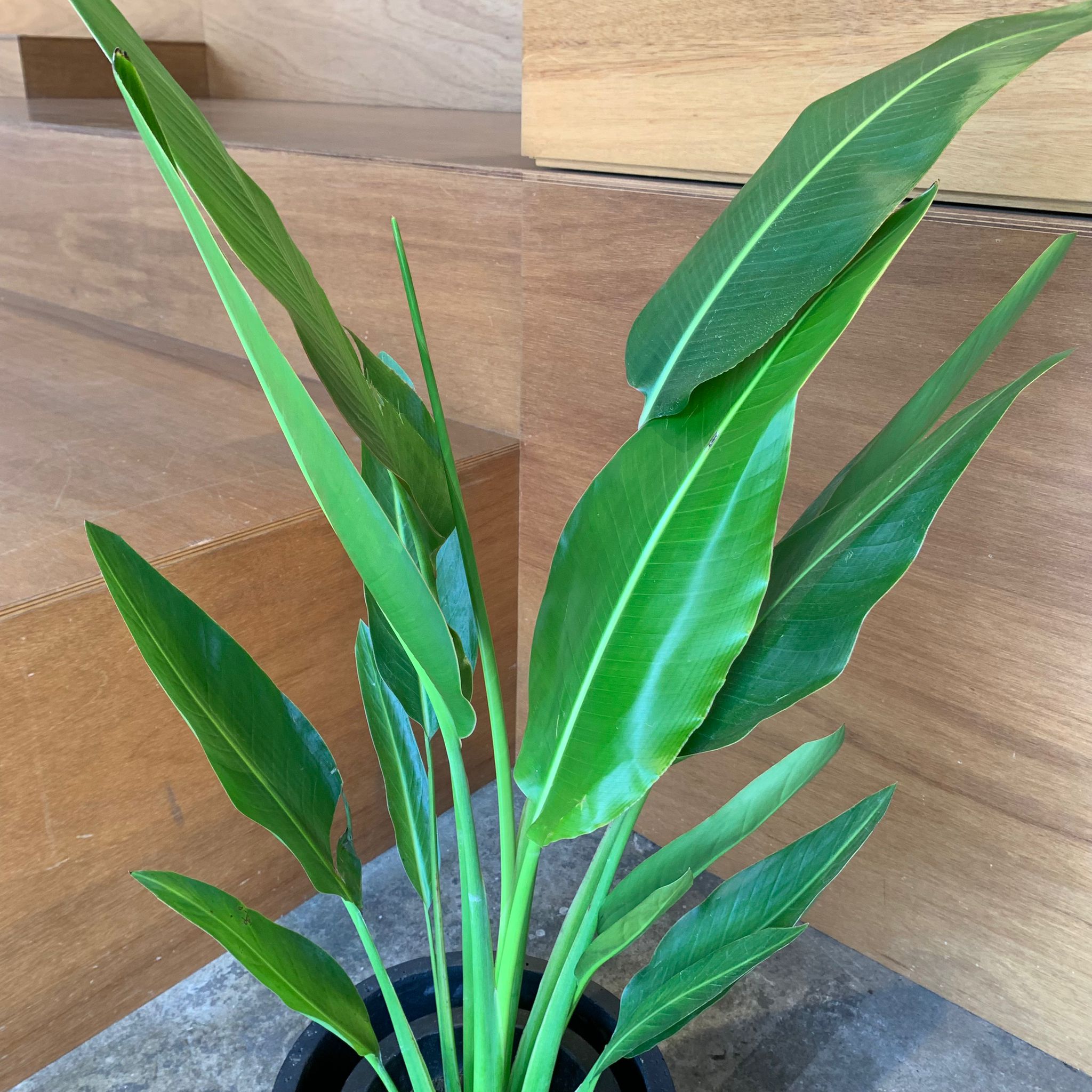 ラベナラ マダガスカリエンシス（ストレリチア) I インドアプランツ I