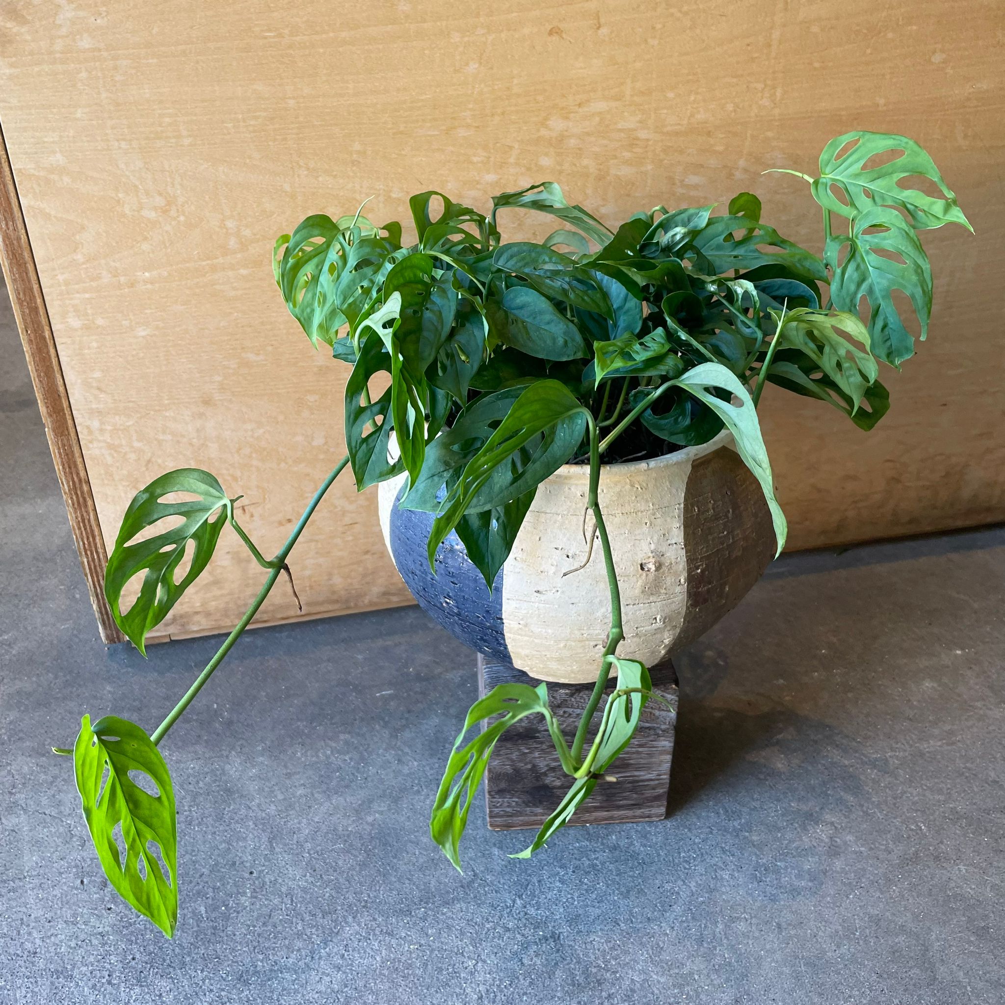 Monstera obliqua ver.expilata モンステラ オブリクア・エクス