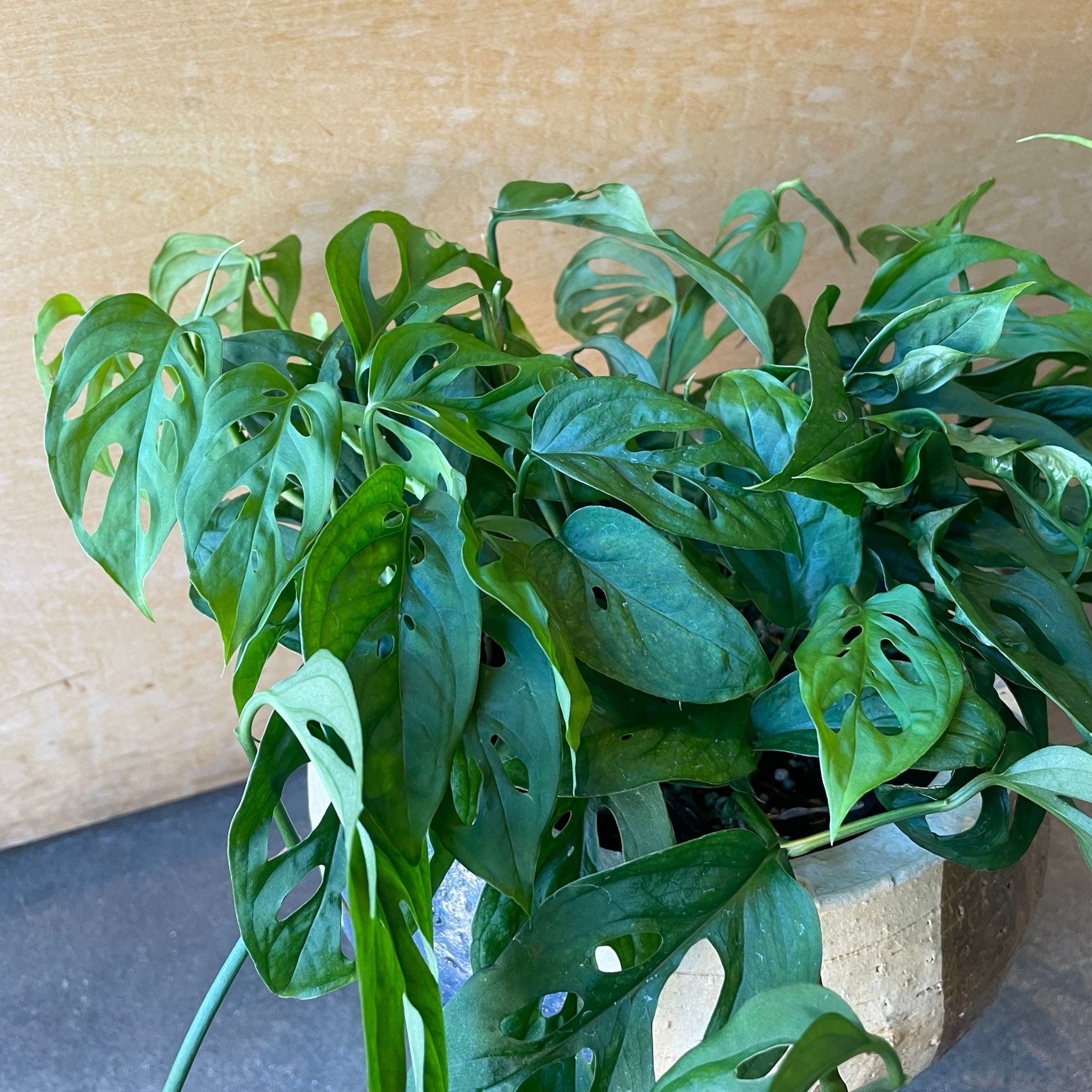 Monstera obliqua ver.expilata モンステラ オブリクア・エクス