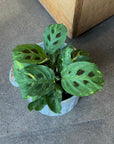 Prayer plant マランタ レウコネウラ ケルコビアナ