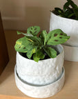 Prayer plant マランタ レウコネウラ ケルコビアナ