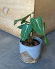 Philodendron 'Gloriosum' フィロデンドロン グロリオーサム
