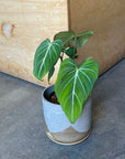 Philodendron 'Gloriosum' フィロデンドロン グロリオーサム