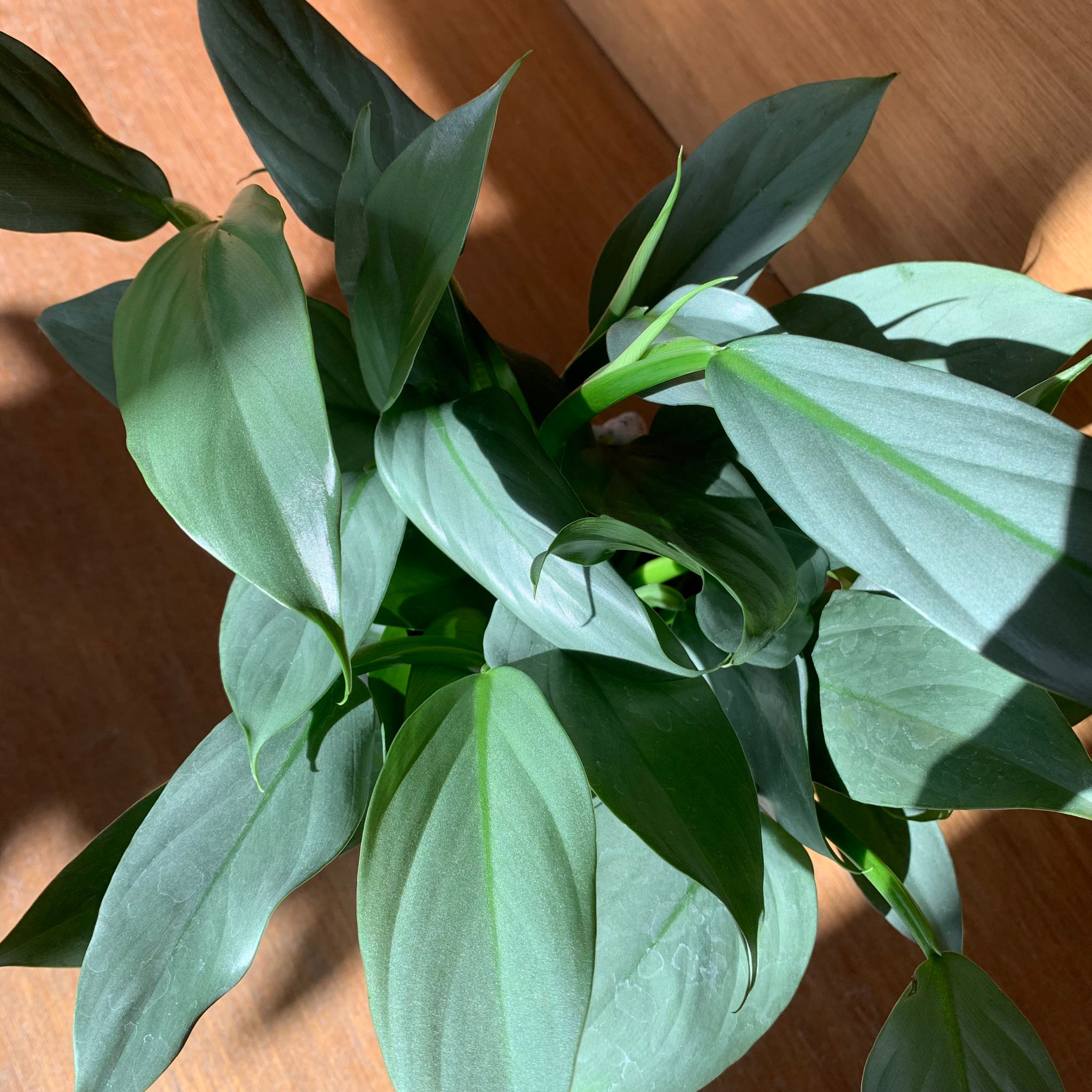 フィロデンドロン　シルバーメタル　斑入り S】フィロデンドロン シルバーメタル/Philodendron Silver Metal