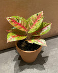 Aglaonema ‘Firework’ アグラオネマ ファイヤーワーク