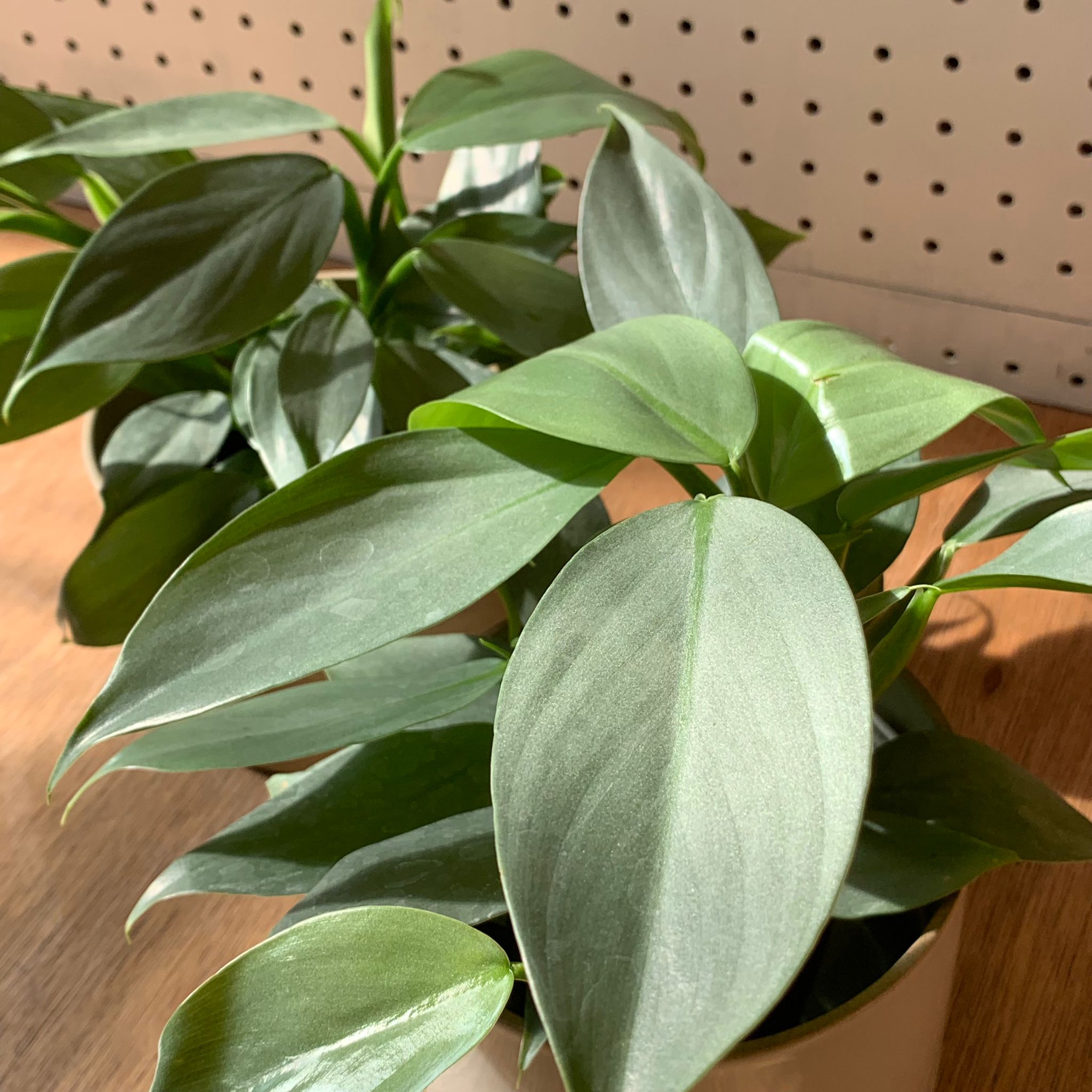 Philodendron ilsemanii ☆フィロデンドロン・イルセマニー Philodendron ilsemanii ☆フィロデンドロン・イルセマニー