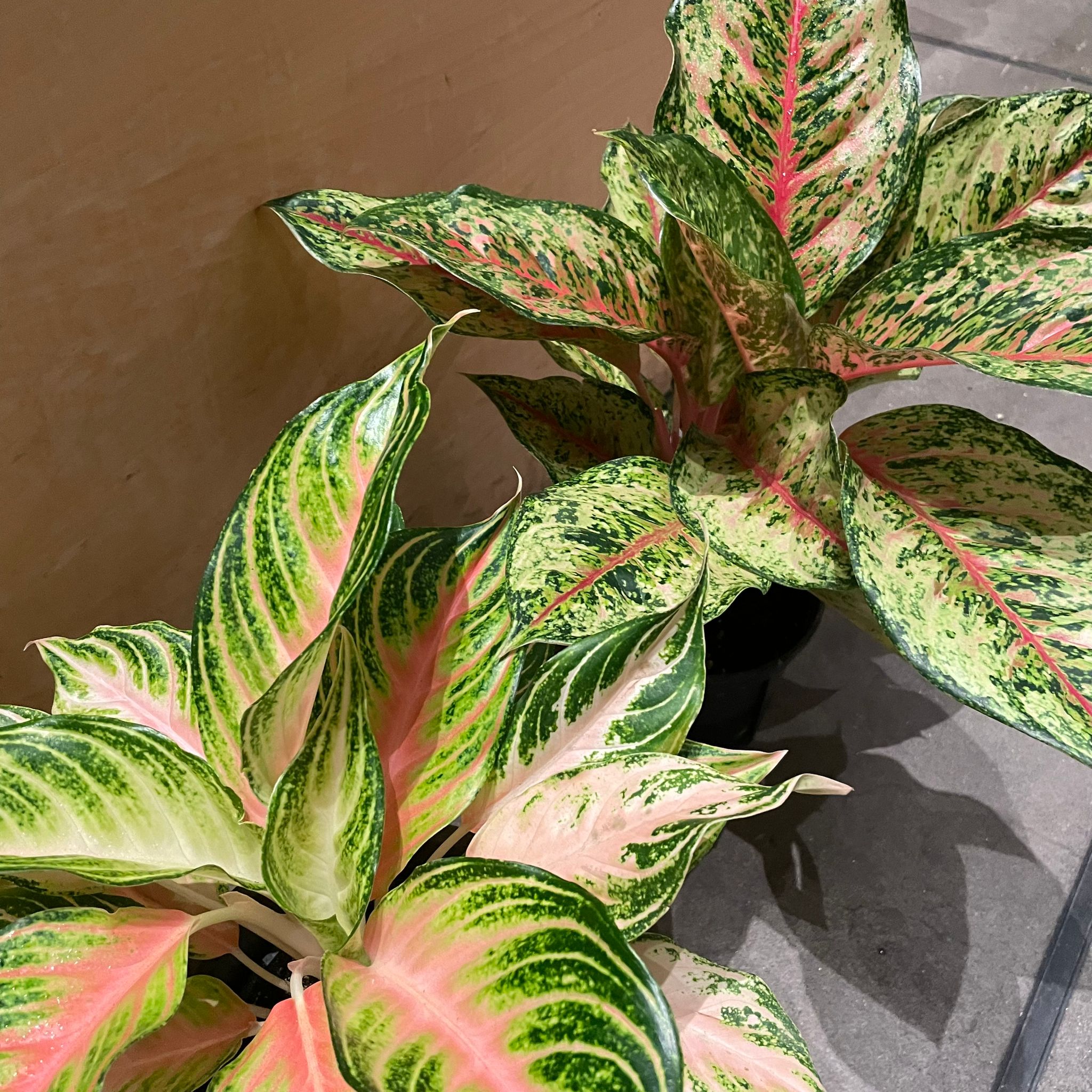 アグラオネマ テンカラット I インドアプランツ I プラントソサエティ