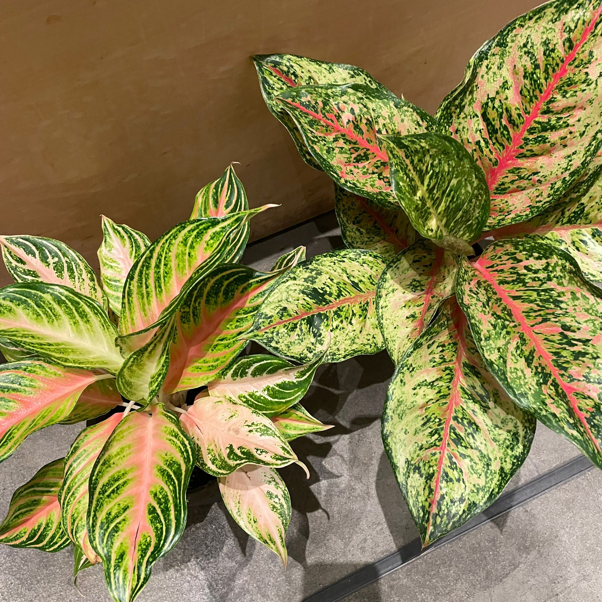 アグラオネマ テンカラット I インドアプランツ I プラントソサエティ