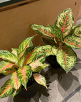 Aglaonema ‘Ten Carat’ アグラオネマ テンカラット