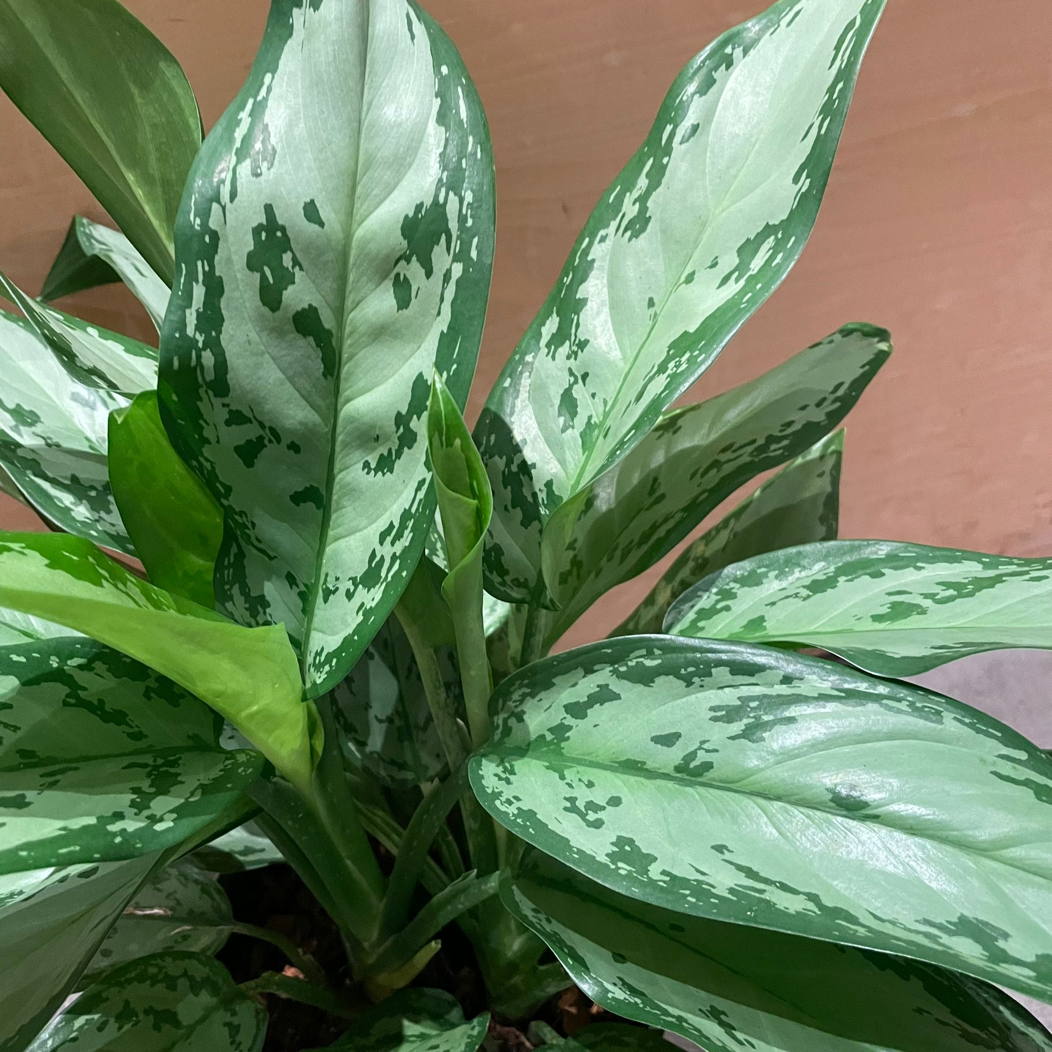 Plants プランツ I 植物インドアプランツ一覧 I プラントソサエティ