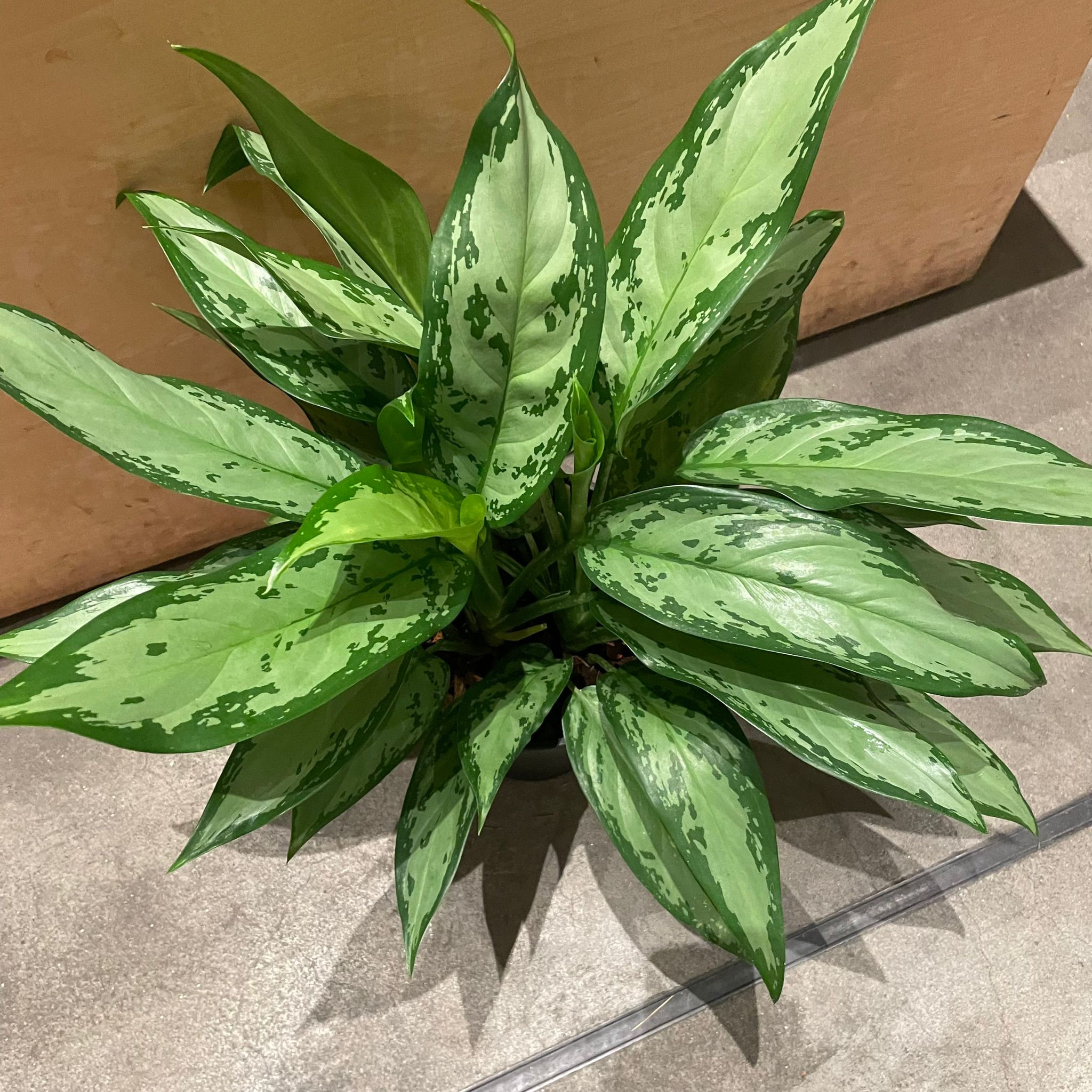 激レア　アグラオネマ　Aglaonema ゾリナ Zorina 激レア アグラオネマ Aglaonema ゾリナ Zorina 激レア アグラオネマ