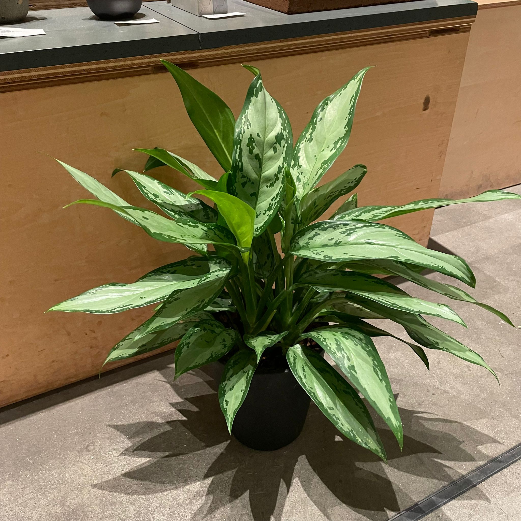 アグラオネマ シルバークイーン I インドアプランツ I プラント