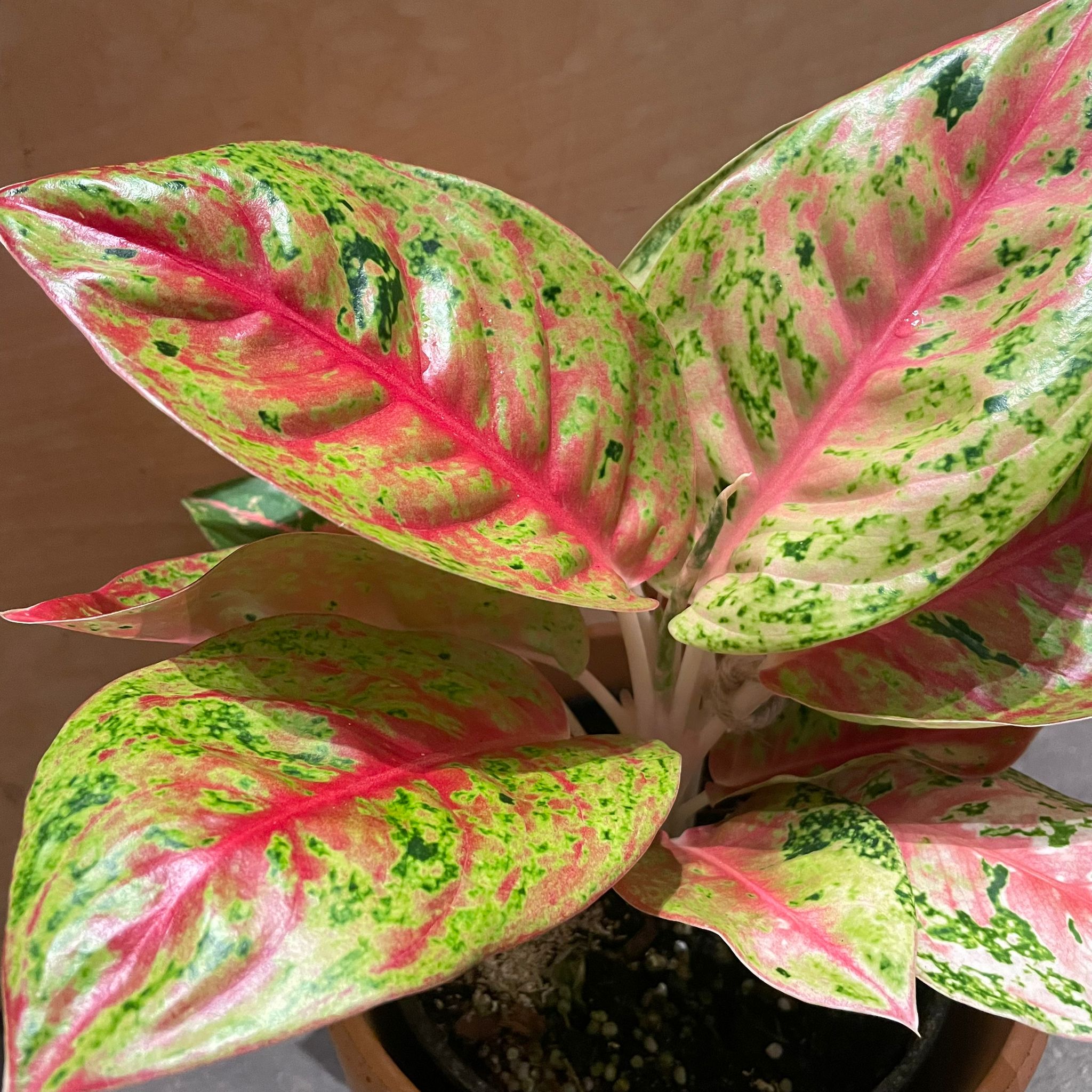 Plants プランツ I 植物インドアプランツ一覧 I プラントソサエティ