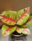 Aglaonema ‘Firework’ アグラオネマ ファイヤーワーク