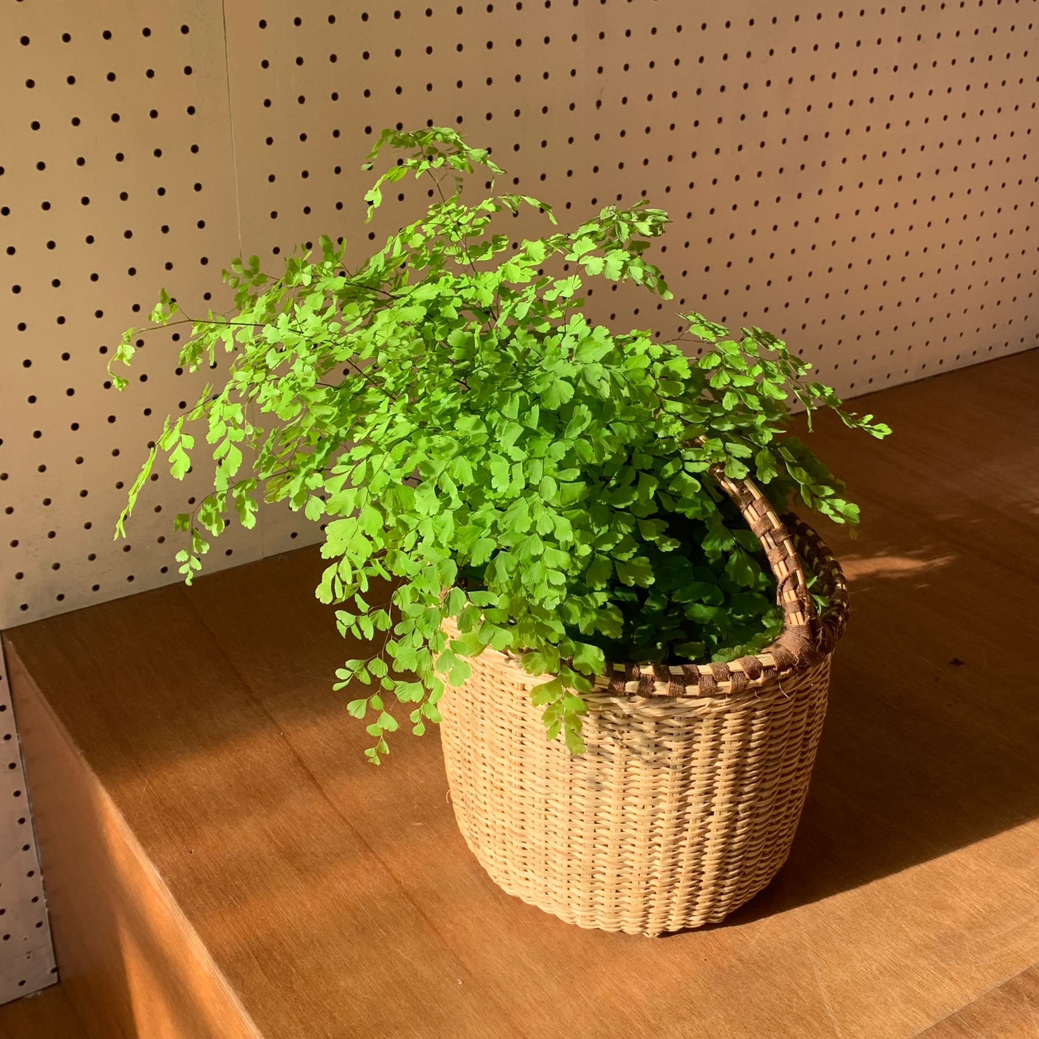 アジアンタム・フレグランス I インドアプランツ I プラントソサエティ