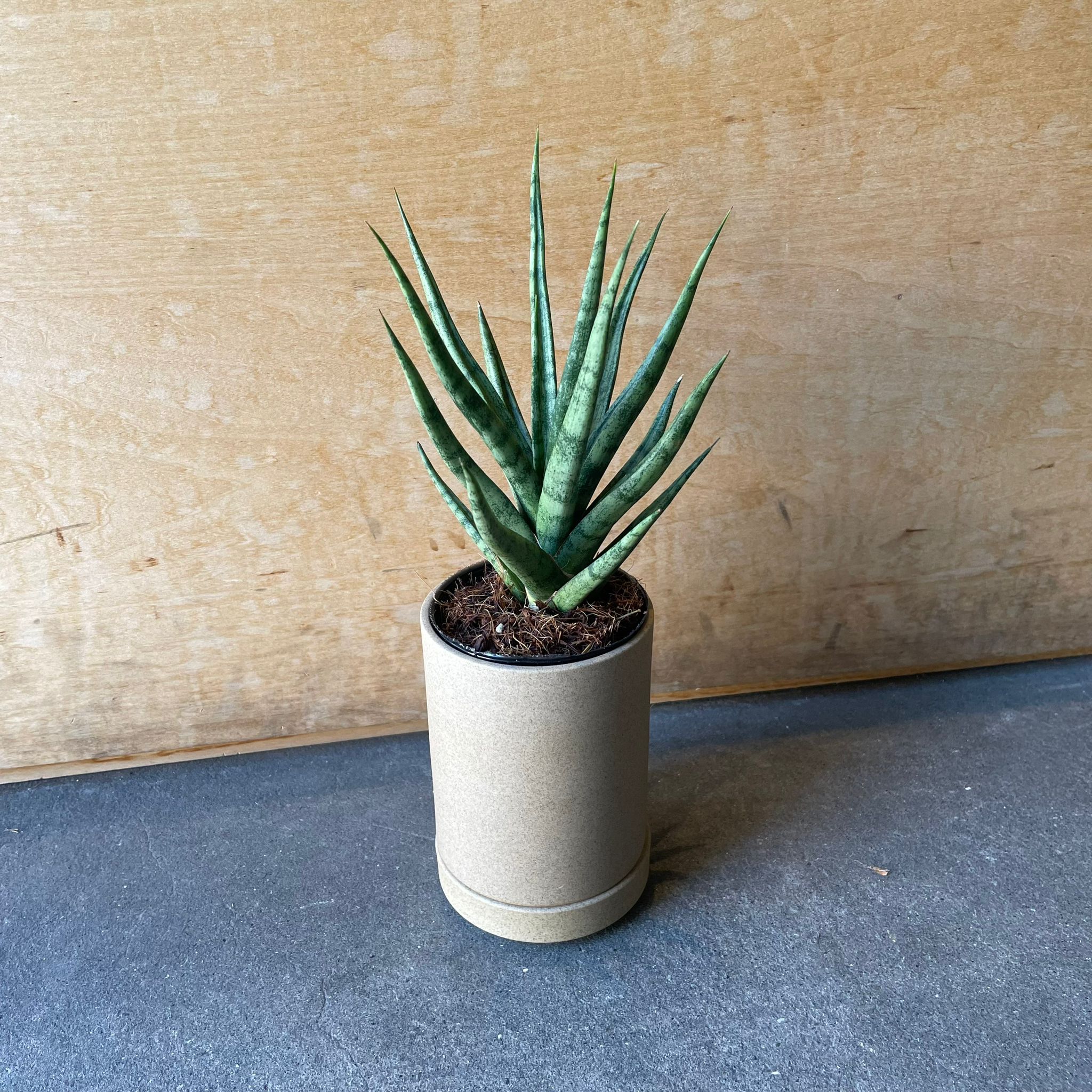 サンスベリア トーチ I インドアプランツ I プラントソサエティ