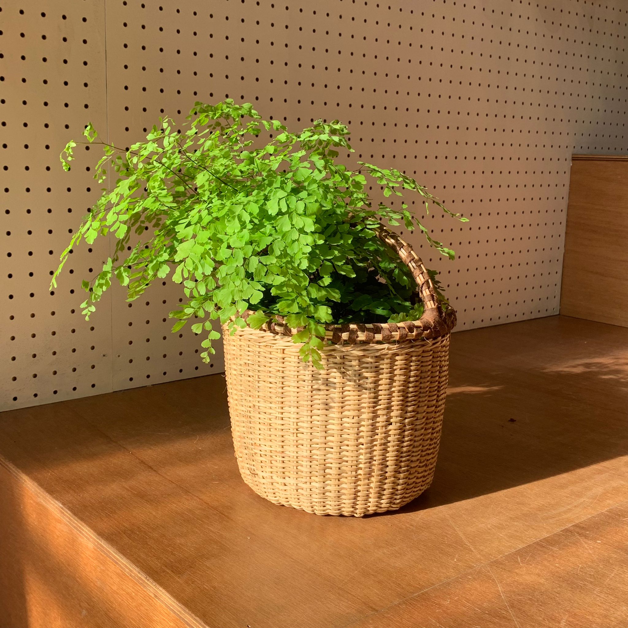 アジアンタム・フレグランス I インドアプランツ I プラントソサエティ