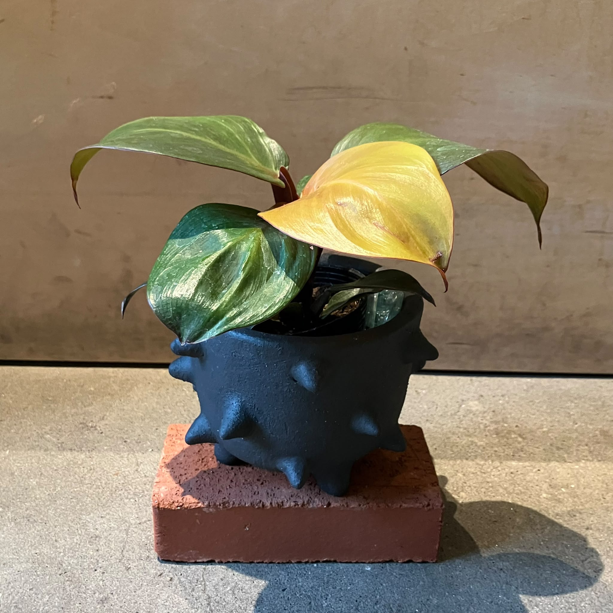 Plants プランツ I 植物インドアプランツ一覧 I プラントソサエティ