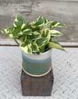 Pothos Emerald ポトス エメラルド