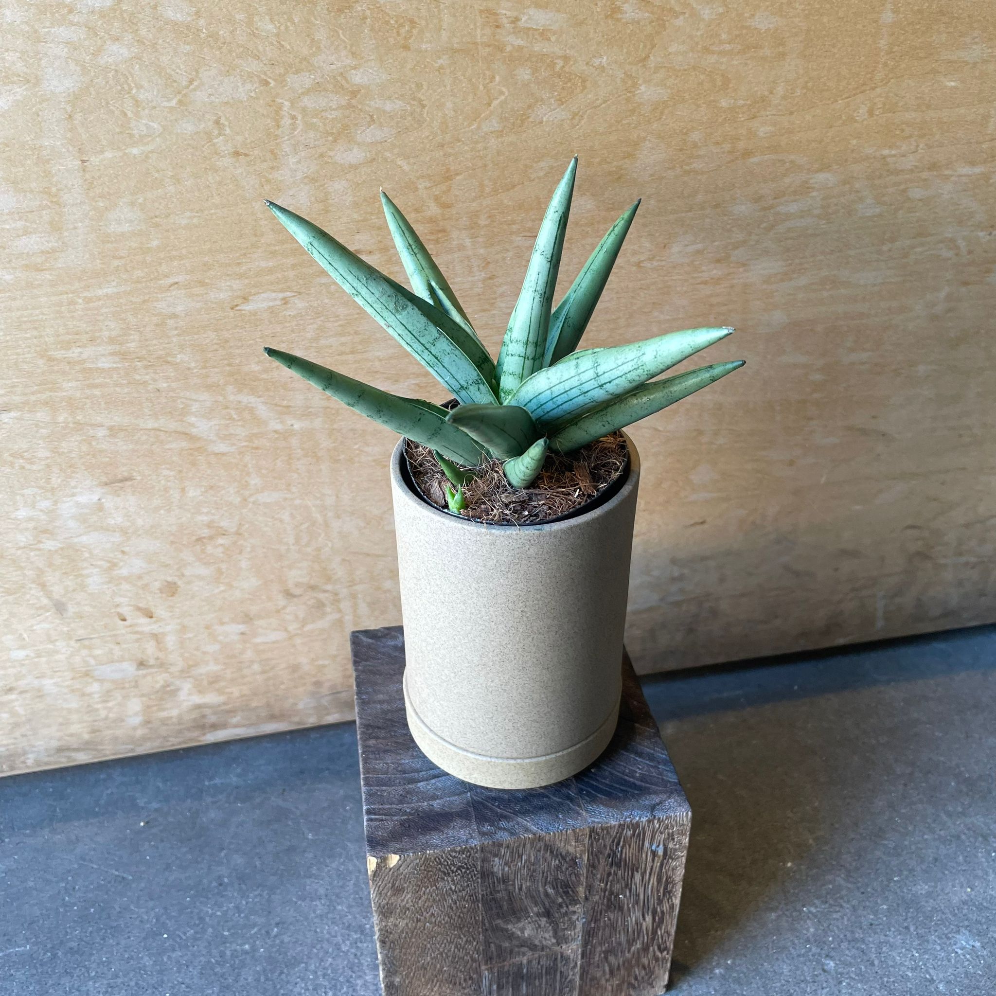 その他観葉植物 Atsuo Toda Plants プランツ I 植物インドアプランツ一覧 I プラントソサエティ