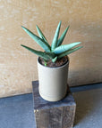 Sansevieria ‘Silver Crown’ サンスベリア シルバークラウン