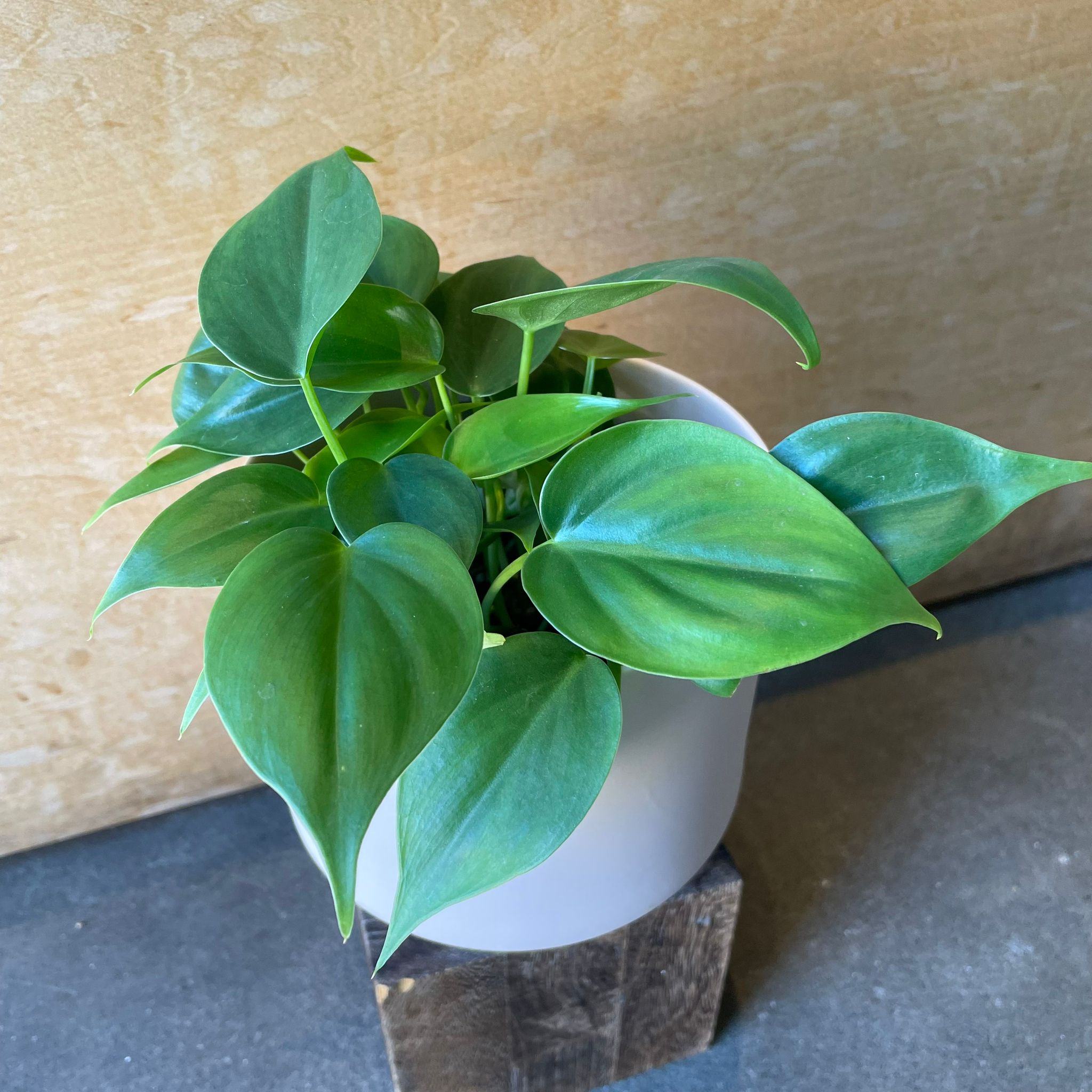 Plants プランツ I 植物インドアプランツ一覧 I プラントソサエティ