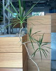 Dragon Tree ドラセナ コンシンネ