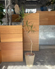 Dragon Tree ドラセナ コンシンネ