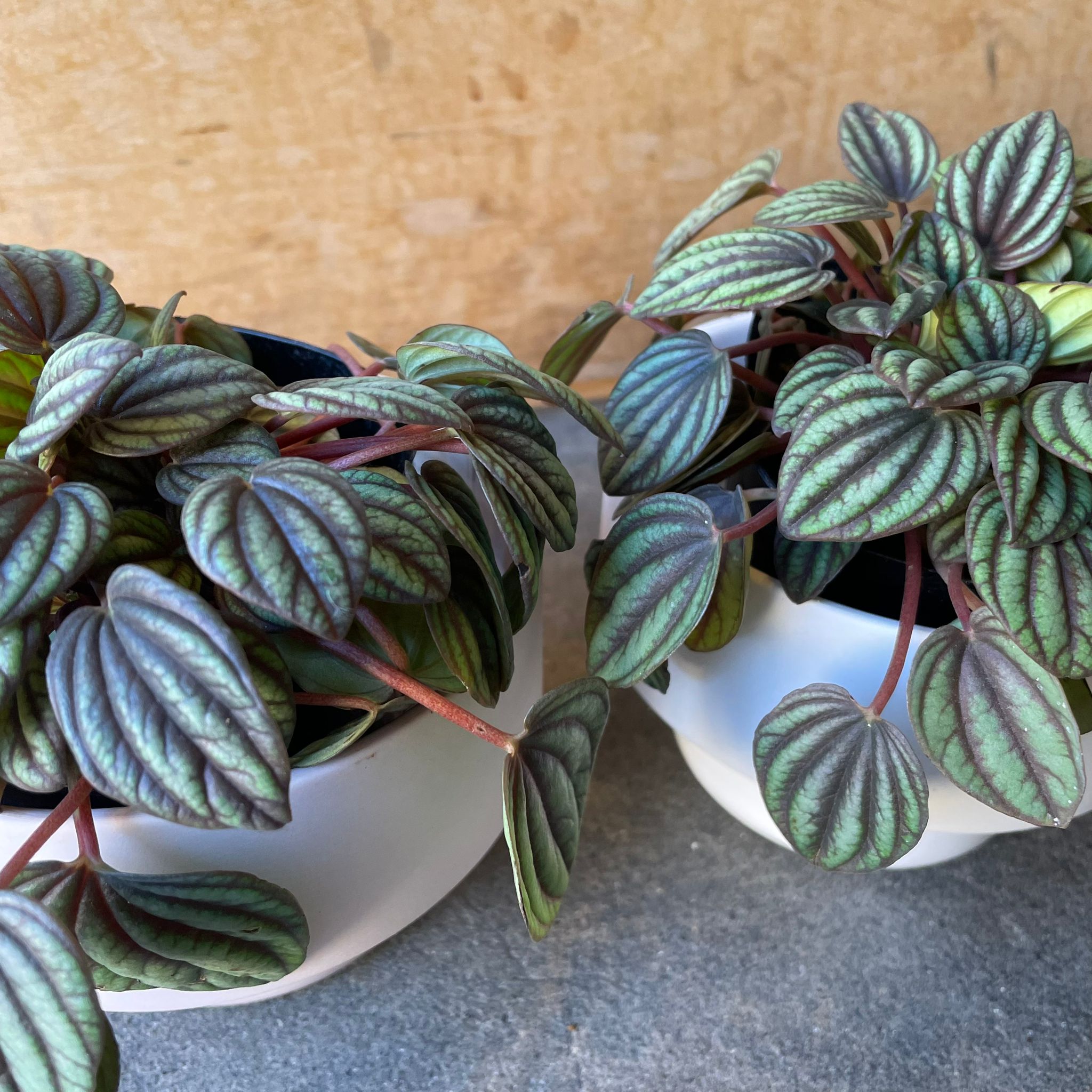 Plants プランツ I 植物インドアプランツ一覧 I プラントソサエティ