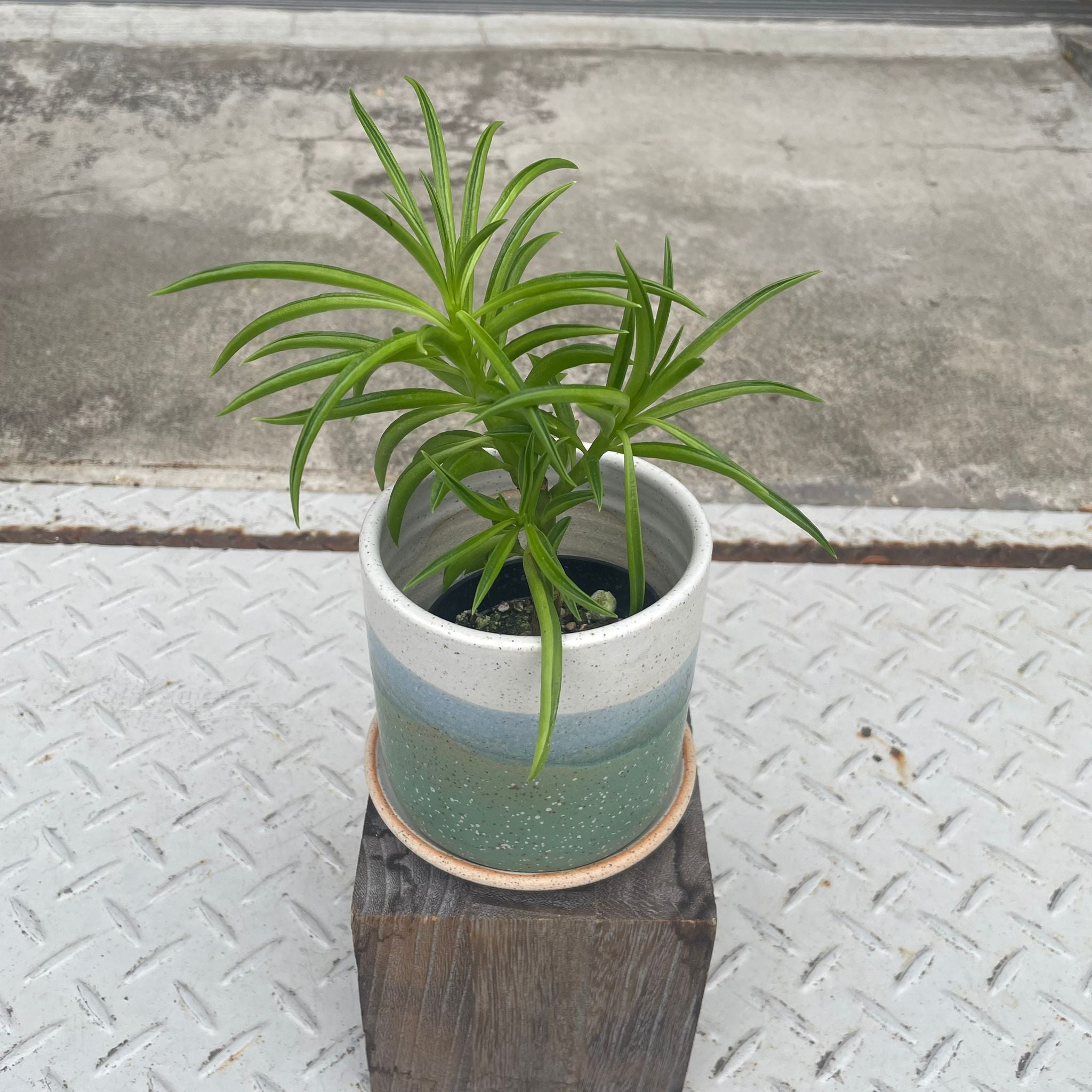 Peperomia happy bean ペペロミア・ハッピービーンの木 I