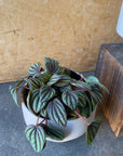 Peperomia ‘Peppermill’ ぺペロミア ペッパーミル