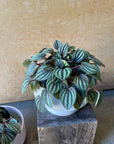 Peperomia ‘Peppermill’ ぺペロミア ペッパーミル