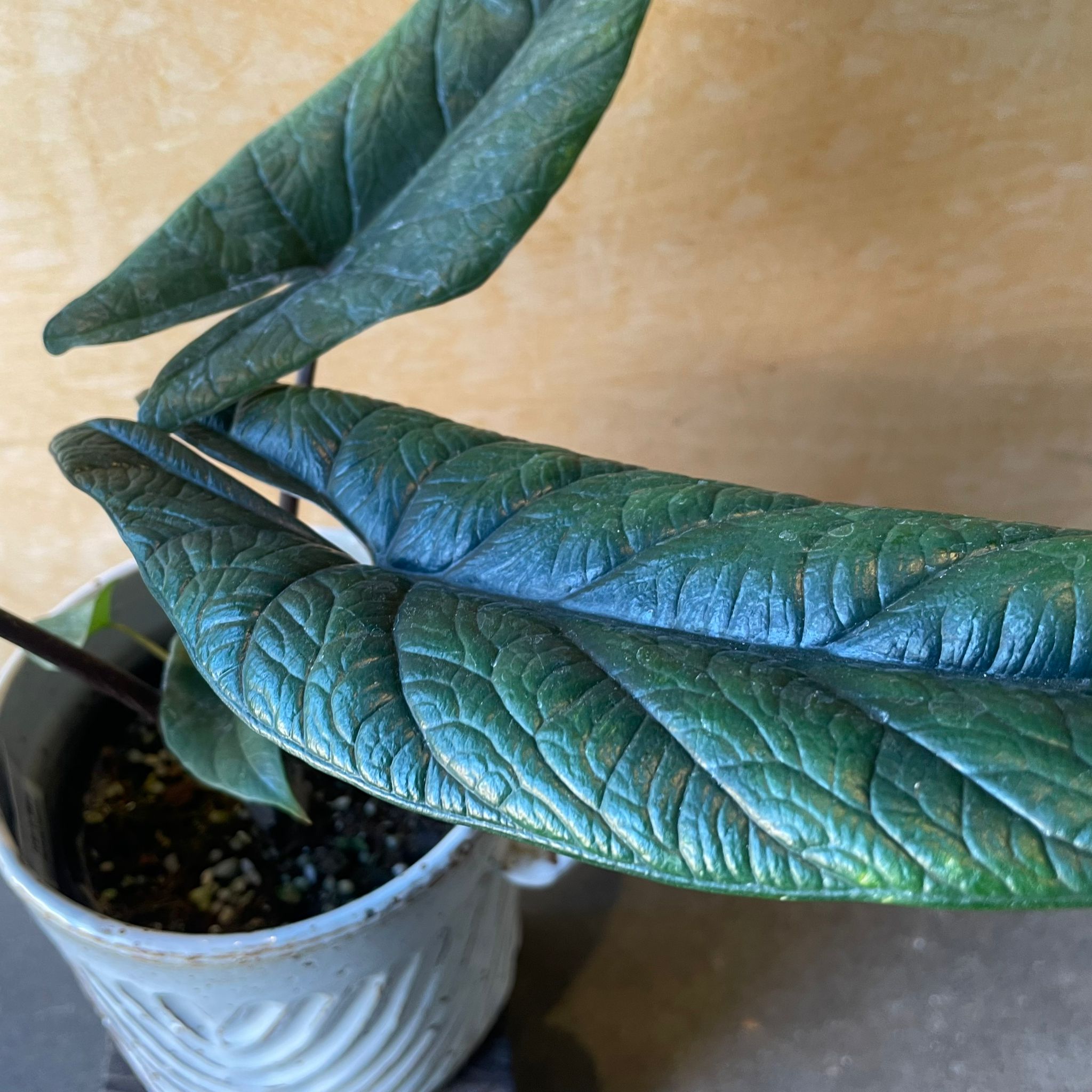 Alocasia 'Sculptrum' アロカシア スカルプラム I インドアプランツ I