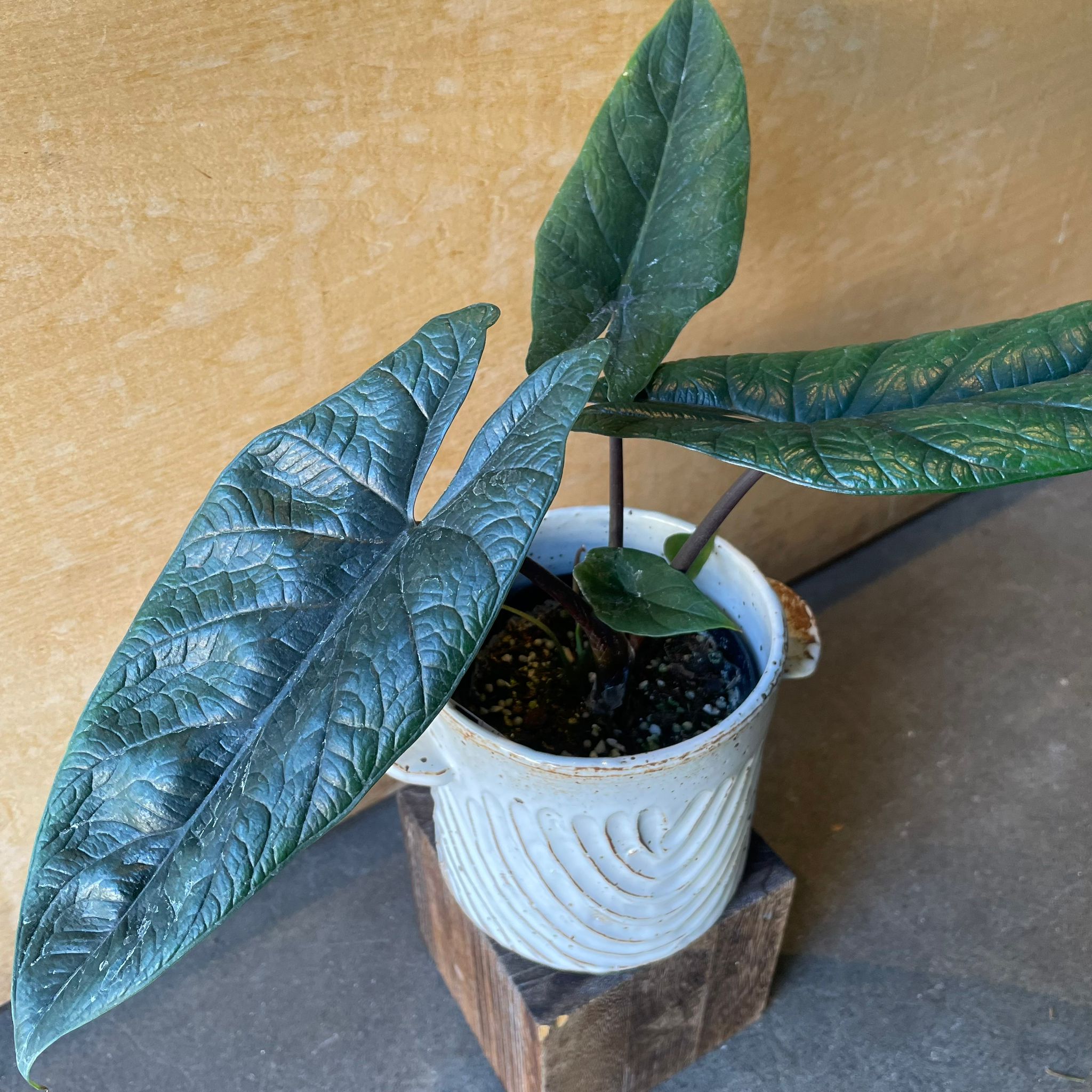 Alocasia 'Sculptrum' アロカシア スカルプラム I インドアプランツ I