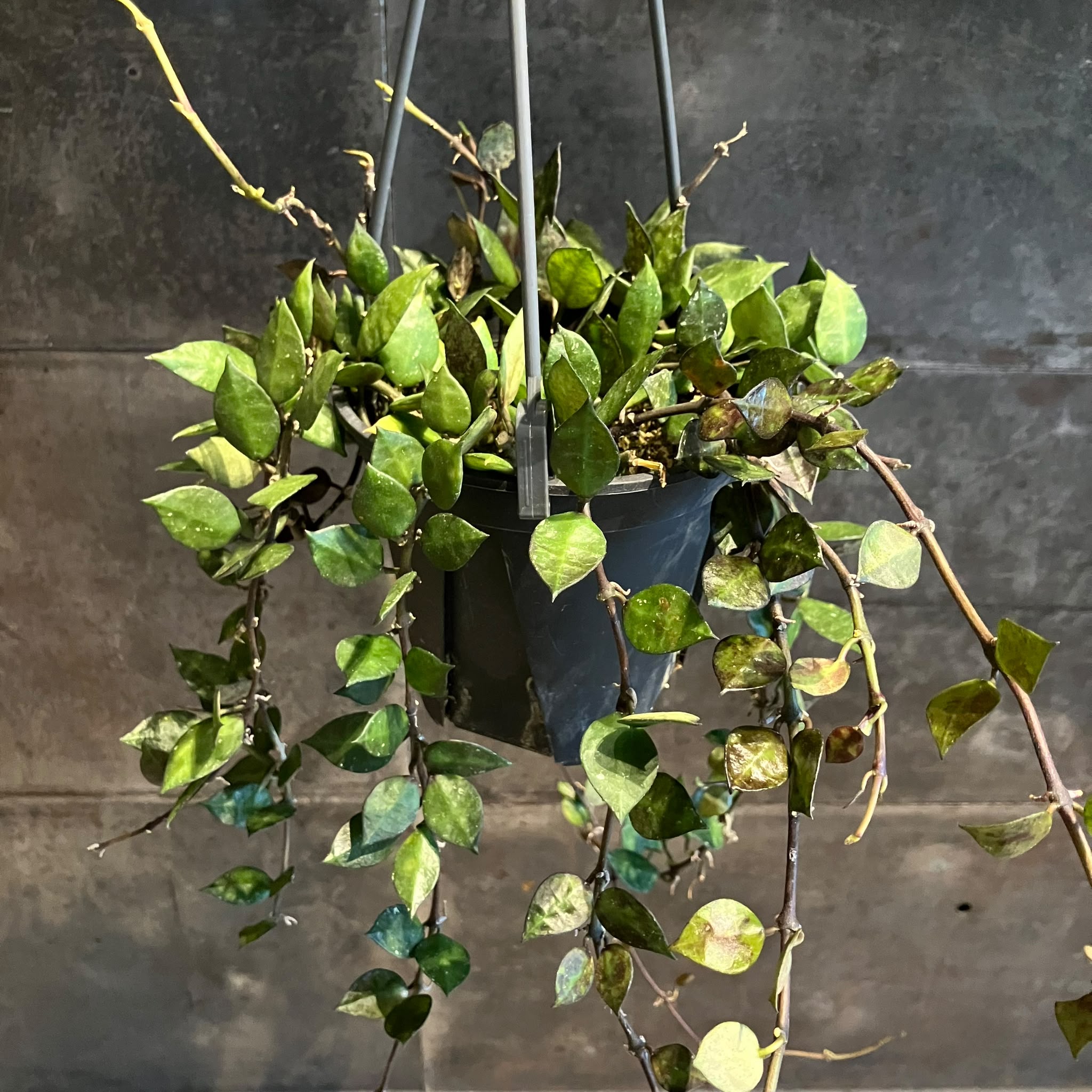 【中古】eS Vol.07 植物 ~PLANT~ Plants プランツ I 植物インドアプランツ一覧 I プラントソサエティ