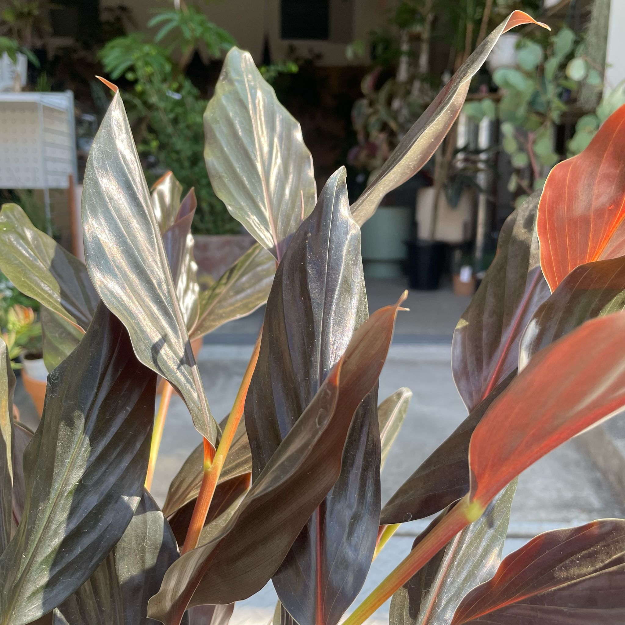 樹。 アルピニア ミッドナイトジンジャー I インドアプランツ I プラント