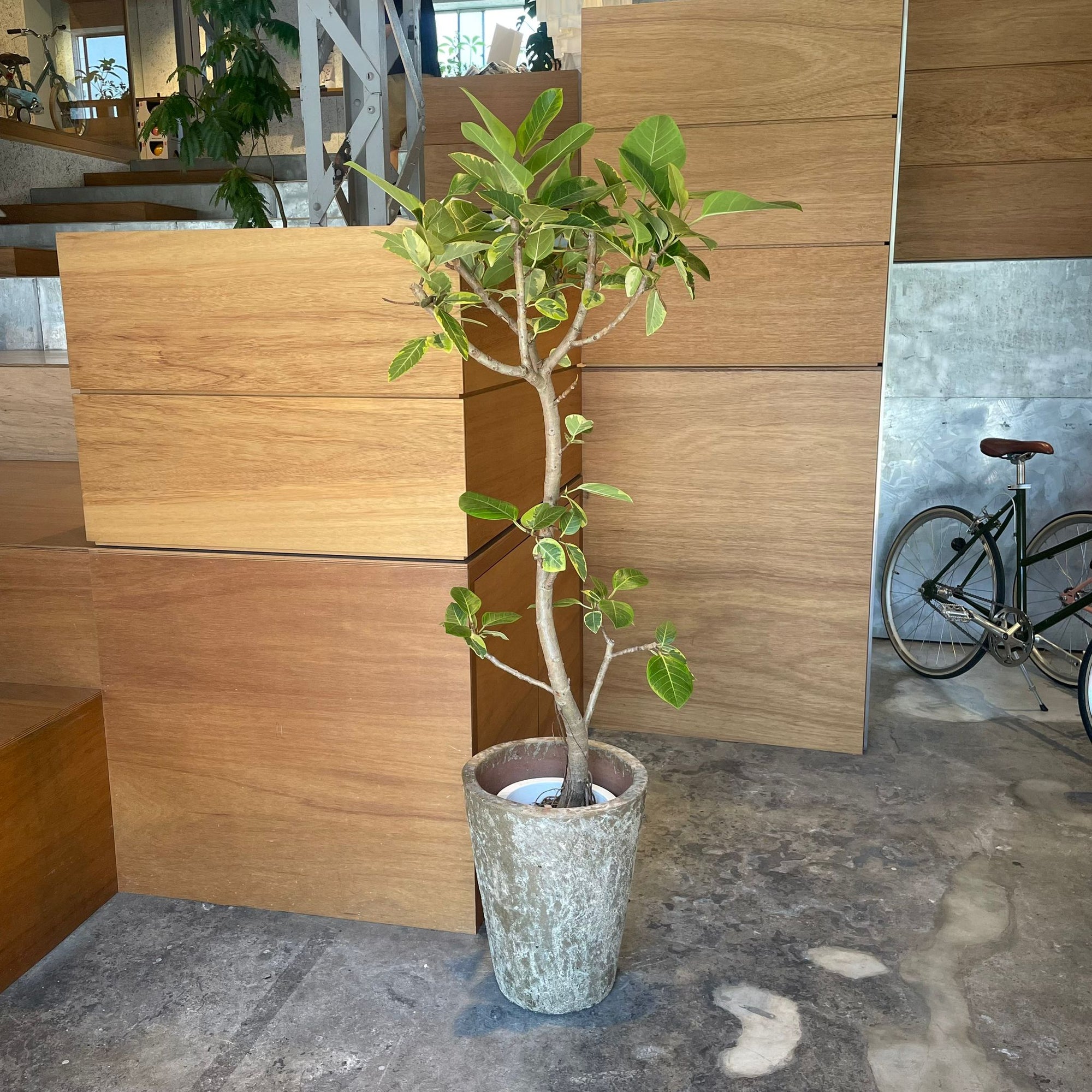 Ficus Altissima フィカス アルテシマ