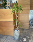 Ficus Altissima フィカス アルテシマ
