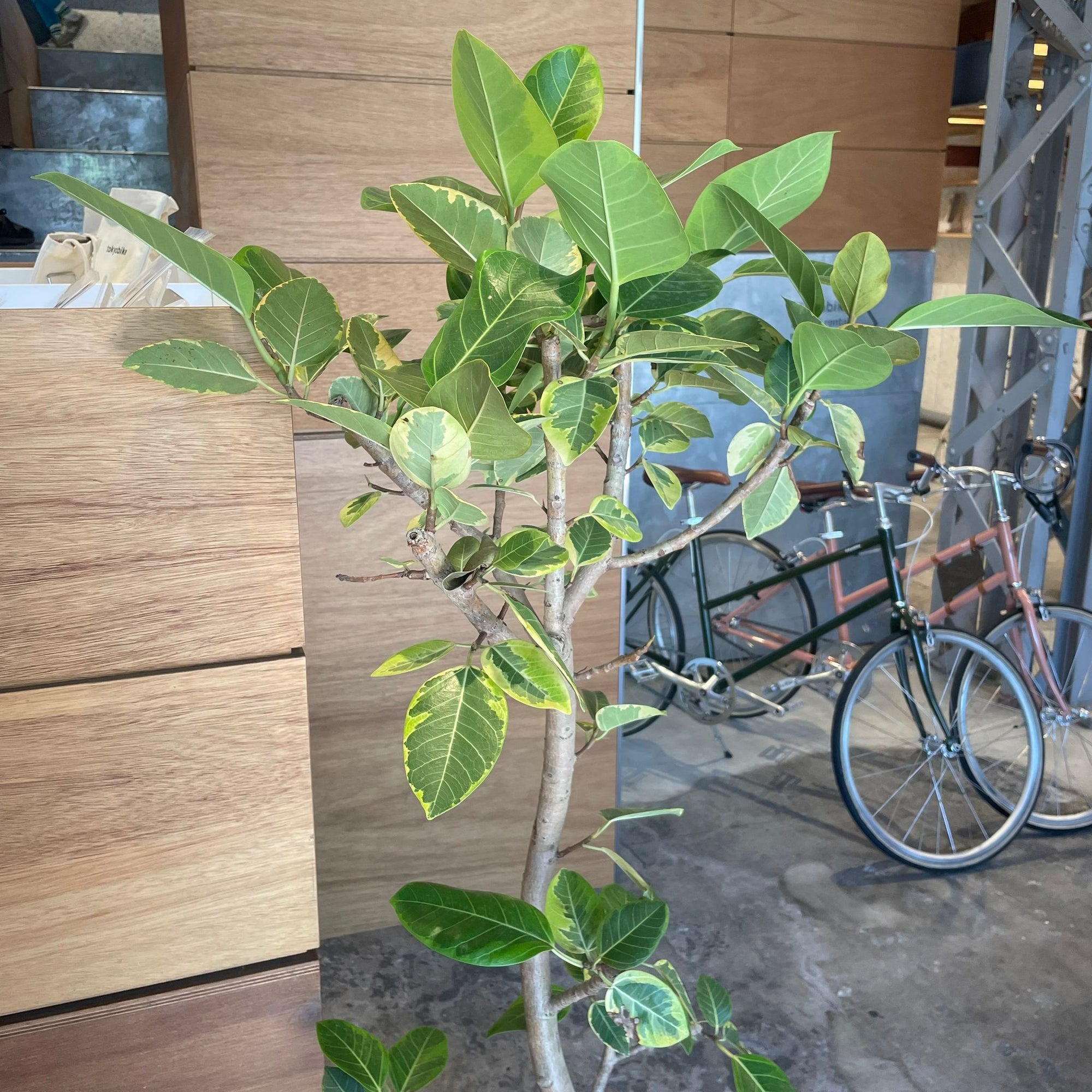 Ficus Altissima フィカス アルテシマ