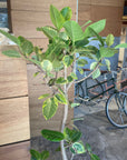 Ficus Altissima フィカス アルテシマ