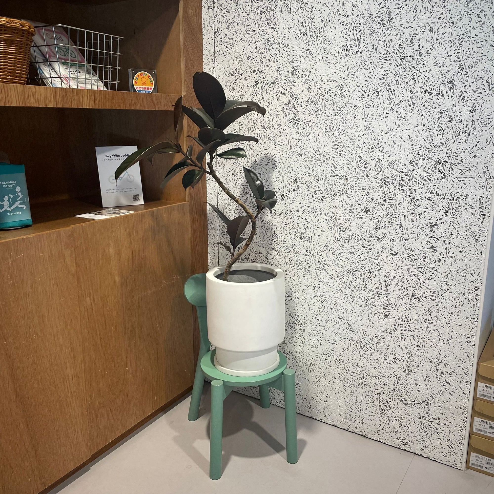 Rubber Plant (Ficus elastica &#39;Burgundy&#39;)フィカス バーガンディ