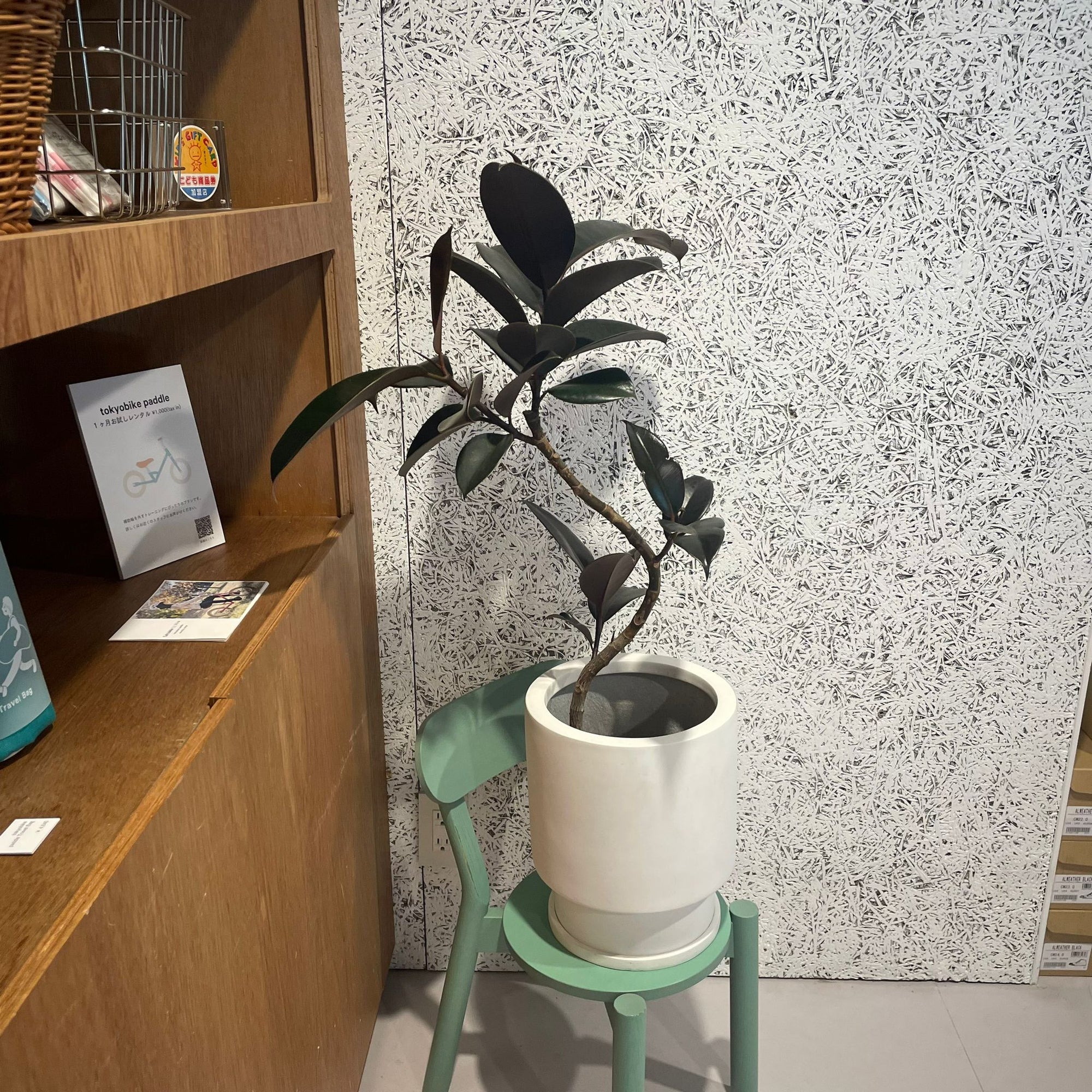 Rubber Plant (Ficus elastica &#39;Burgundy&#39;)フィカス バーガンディ