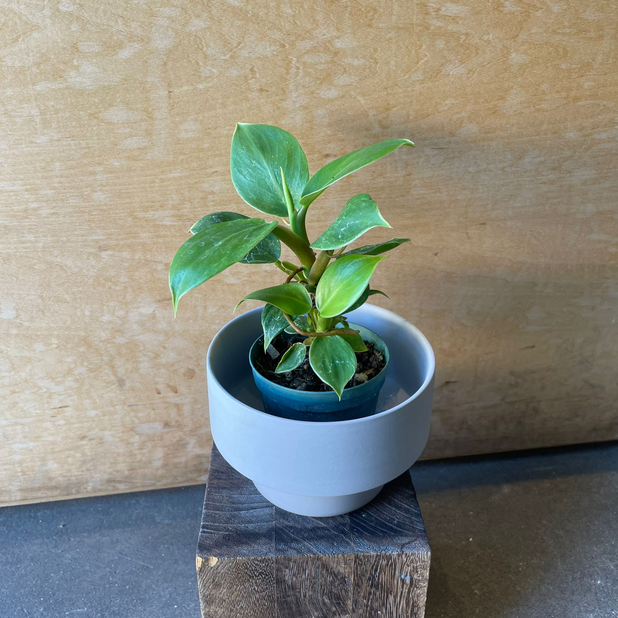 Plants プランツ I 植物インドアプランツ一覧 I プラントソサエティ