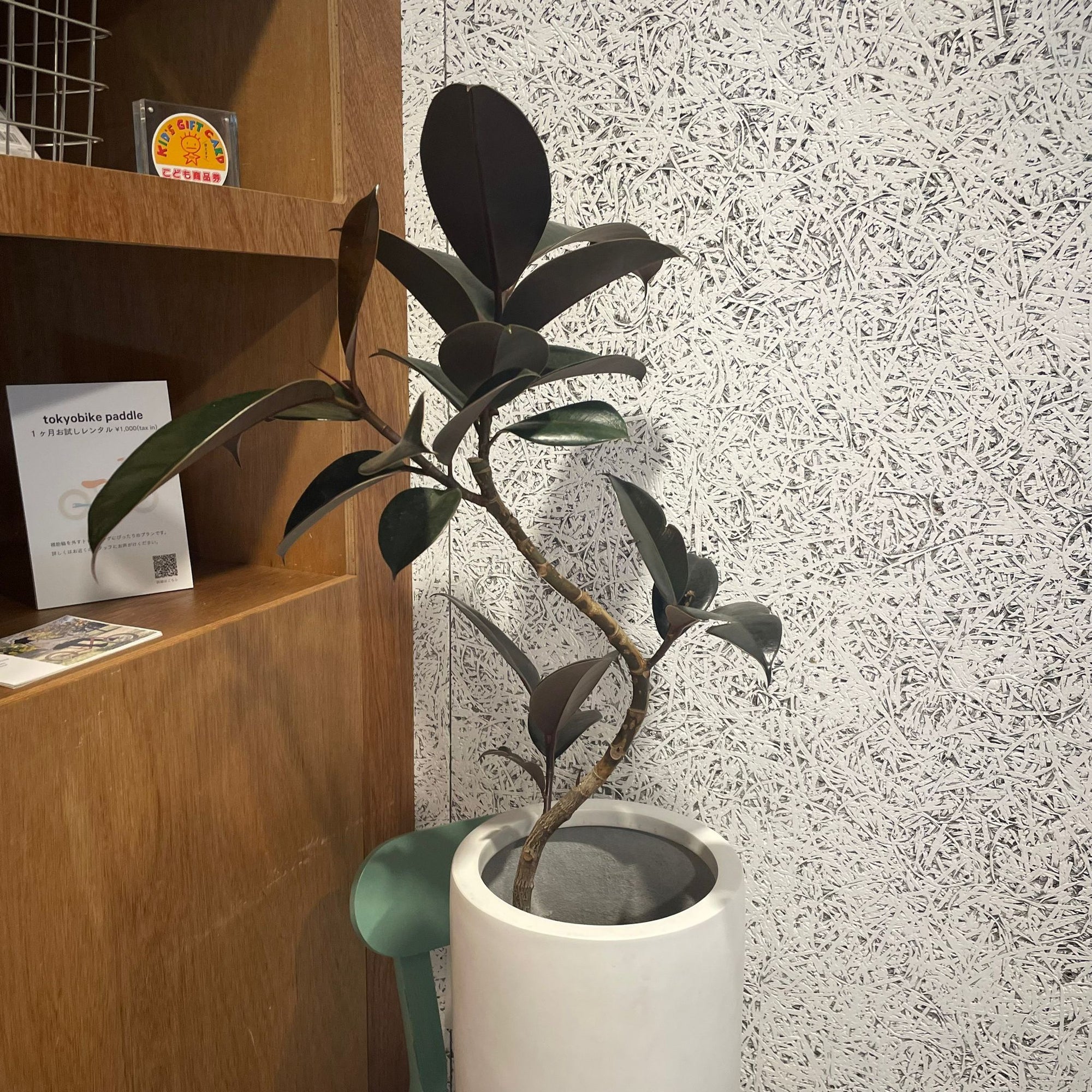 Rubber Plant (Ficus elastica &#39;Burgundy&#39;)フィカス バーガンディ