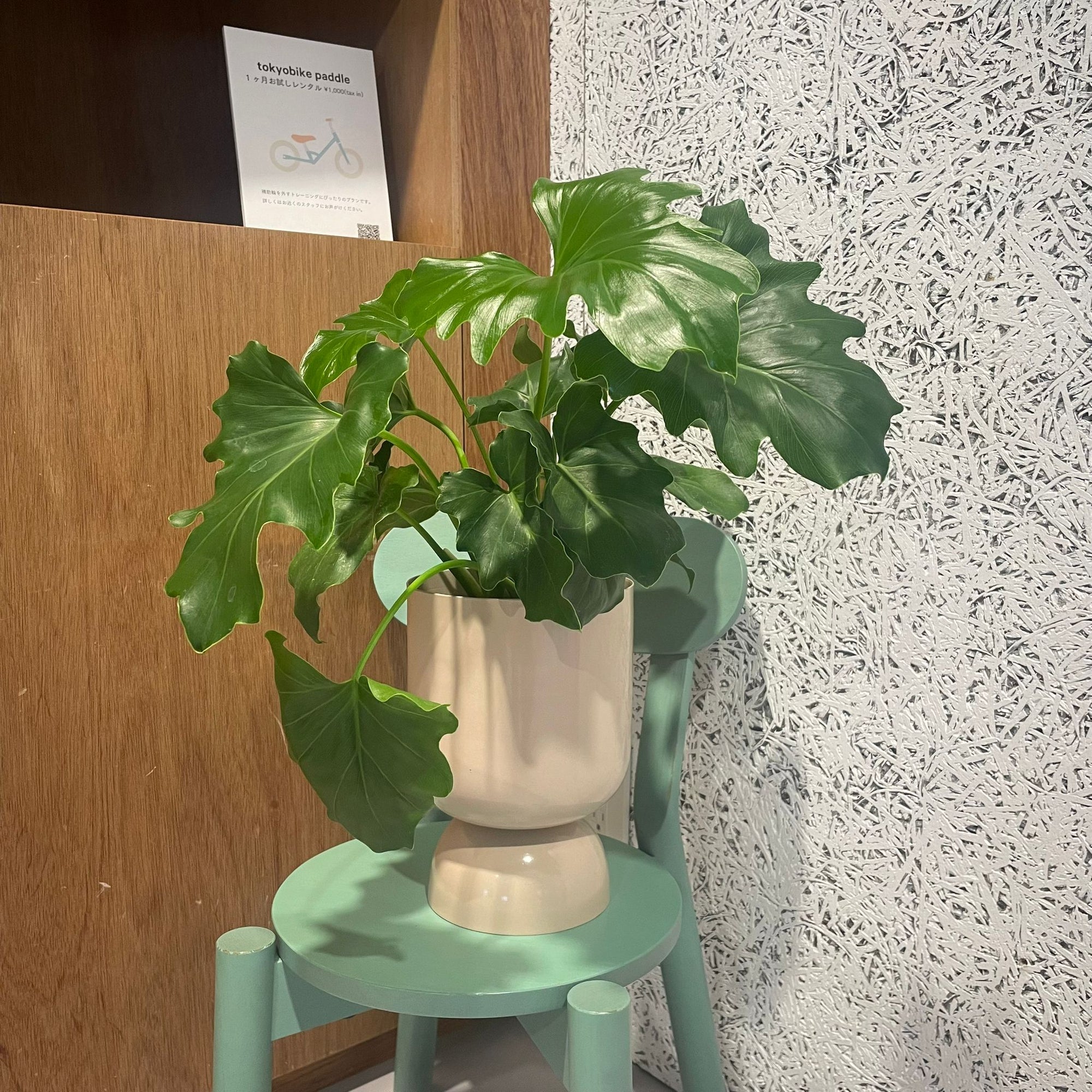 Goblet Planter By Lightly ゴブレットプランター