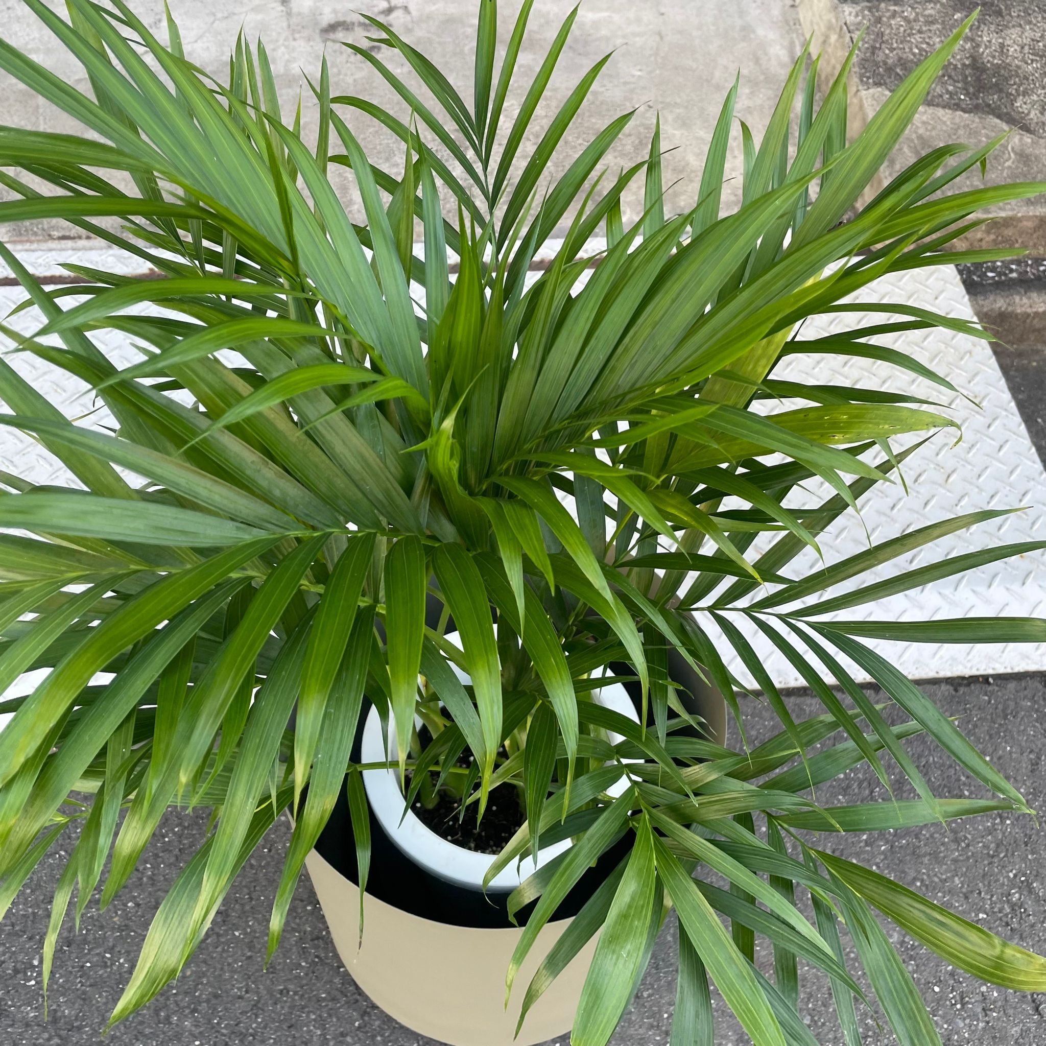 メキシコケンチャヤシ I インドアプランツ I プラントソサエティ
