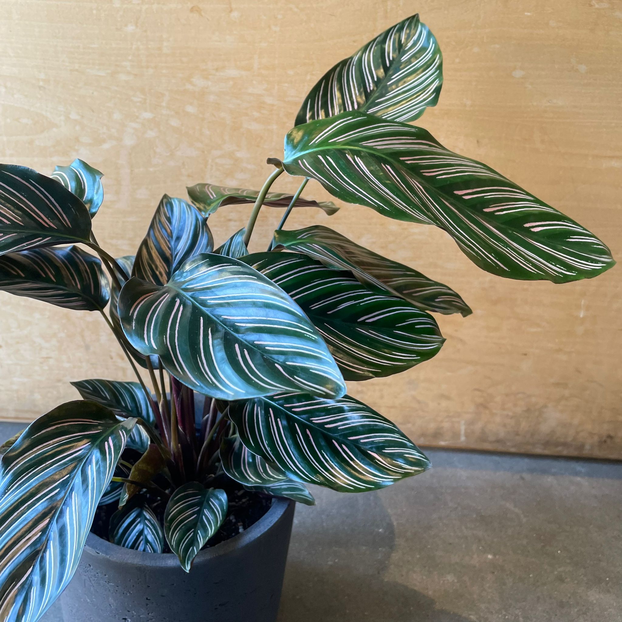 Plants プランツ I 植物インドアプランツ一覧 I プラントソサエティ